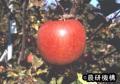 リンゴ「ふじ」