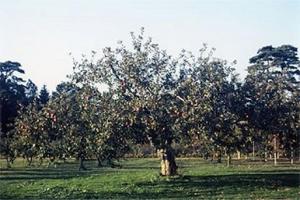 図1 農業・食品産業技術総合研究機構リンゴ研究領域にある「ふじ」の原木
