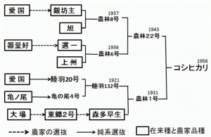 図１．コシヒカリの系譜