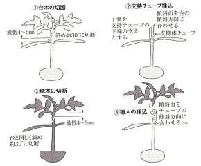 図３　全農式幼苗接ぎ木方法（斜め合わせ接ぎ）