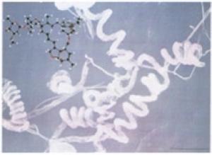 エバーメクチンを生産する放線菌