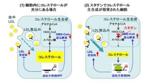 図1 スタチンが血中LDLコレステロールを低下させるメカニズム