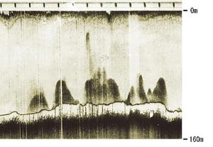 海底付近に集まった鯛の魚群の画像(新潟沖1950年代)