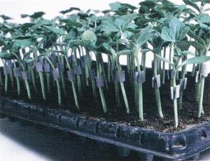 図1 接ぎ木直後のトレイ苗(接合部を支持具で支える)